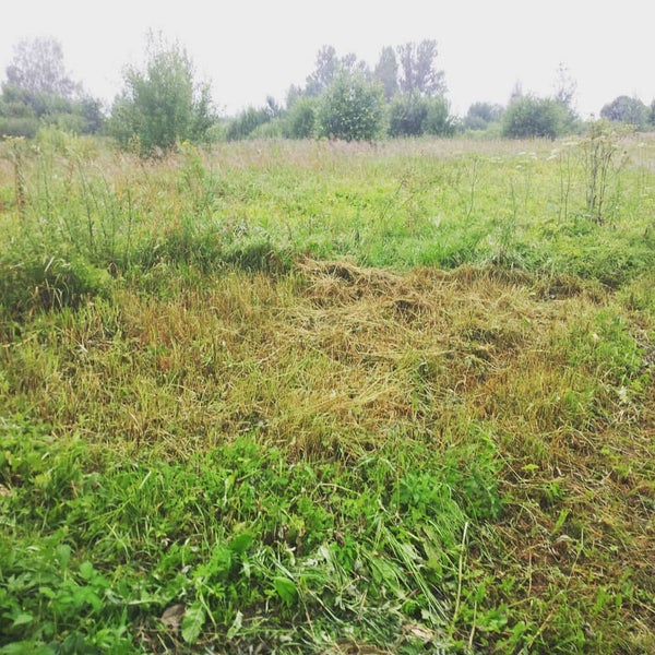 Восход локня. Восход локня