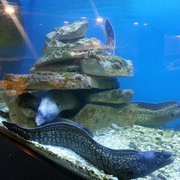 Aquarium Umag 17 visitatori