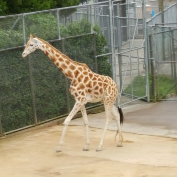 Photo prise au Auckland Zoo par Simon G. le11/17/2017