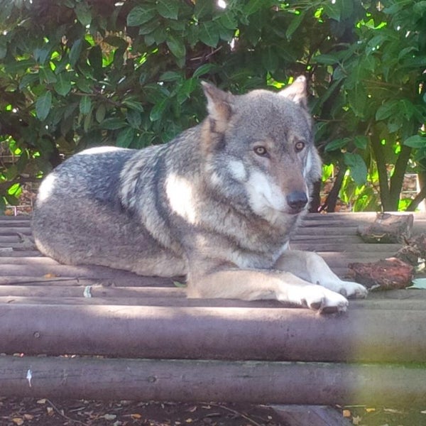 Foto tirada no(a) Hertfordshire Zoo por Tess P. em 10/27/2014