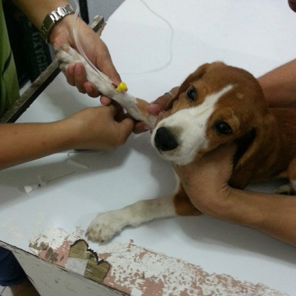 Animal Wonders Veterinary Clinic North Fairview Quezon City, Quezon