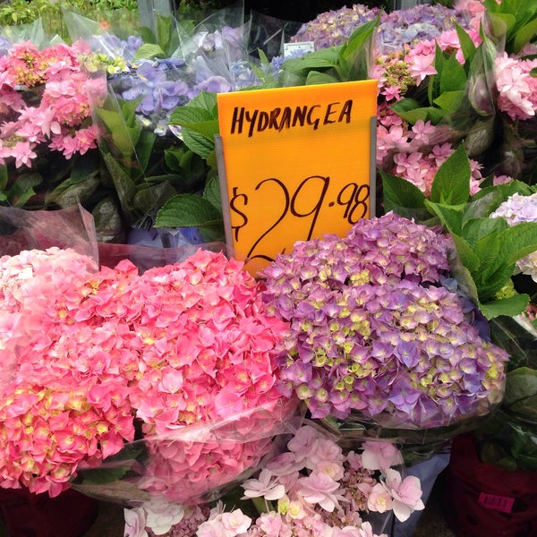 Hydrangea bunnings deals