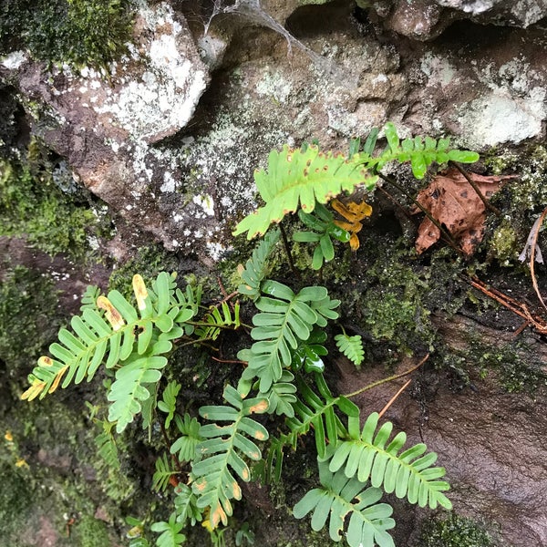 Bridal Veil Falls Scenic Lookout In Heber Springs