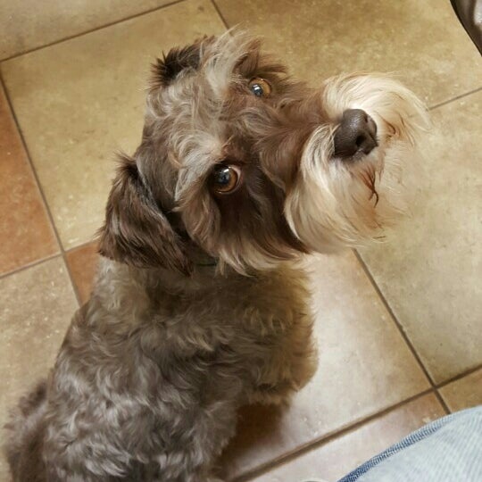 petsmart 101st memorial