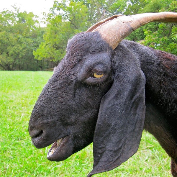 Poplar Spring Animal Sanctuary - Poolesville, MD