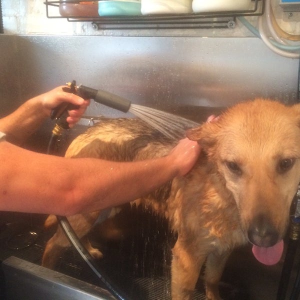 รูปภาพถ่ายที่ Dog Wash N&#39; Go โดย Doris D. เมื่อ 12/31/2014