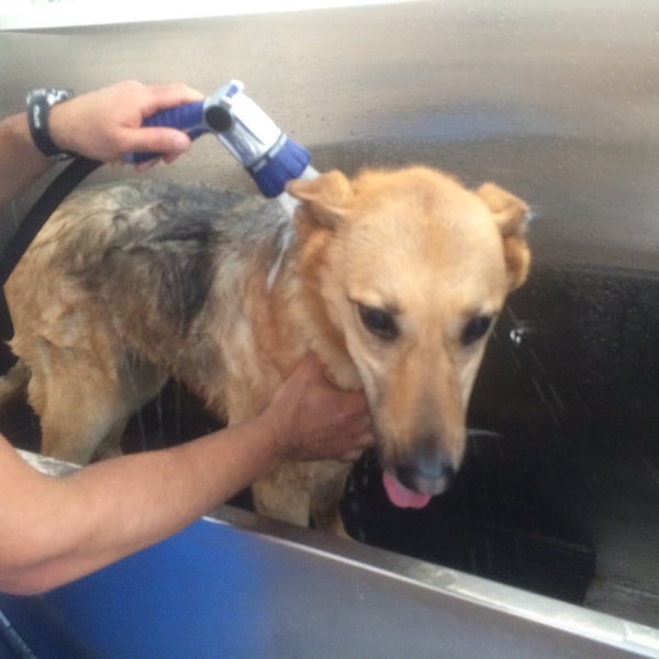8/2/2015에 Doris D.님이 Dog Wash N&#39; Go에서 찍은 사진