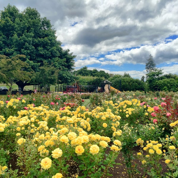 Klamath Falls Rose Garden Rotorua Central, Bay of Plenty