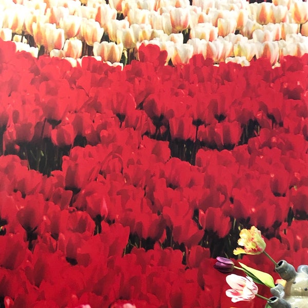 9/27/2019에 Jorge G. D.님이 Amsterdam Tulip Museum에서 찍은 사진