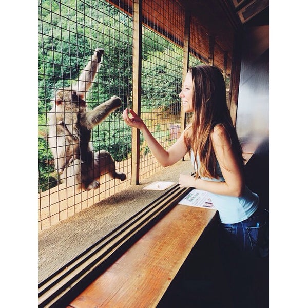 嵐山モンキーパーク いわたやま Monkey Park Iwatayama 西京区嵐山元録山町8 嵐山モンキーパーク いわたやま Monkey Park Iwatayama 西京区嵐山元録山町8