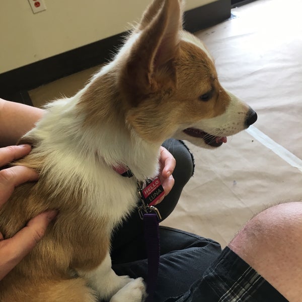 PetSmart Pet Supplies Store in San Antonio