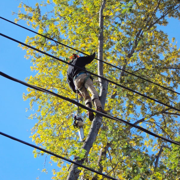 Grand Junction Tree Services 3 tips