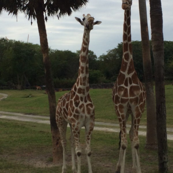 A lot of great rides and the Serengeti Safari was awesome! Getting up close and personal with some giraffes was so cool!