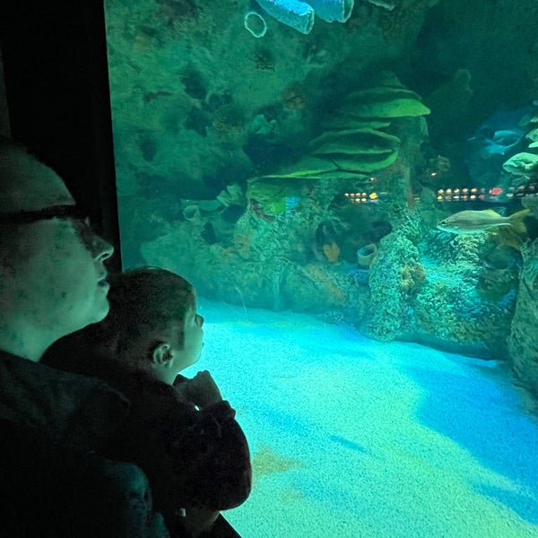รูปภาพถ่ายที่ New England Aquarium โดย Cosmo C. เมื่อ 2/3/2024