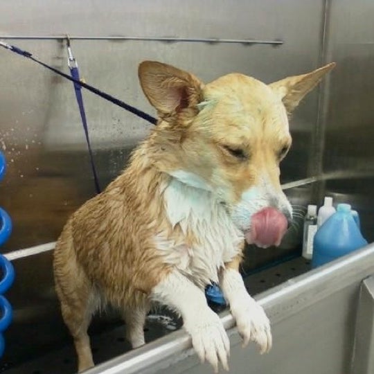 Nauti Dog Grooming Newfane, NY