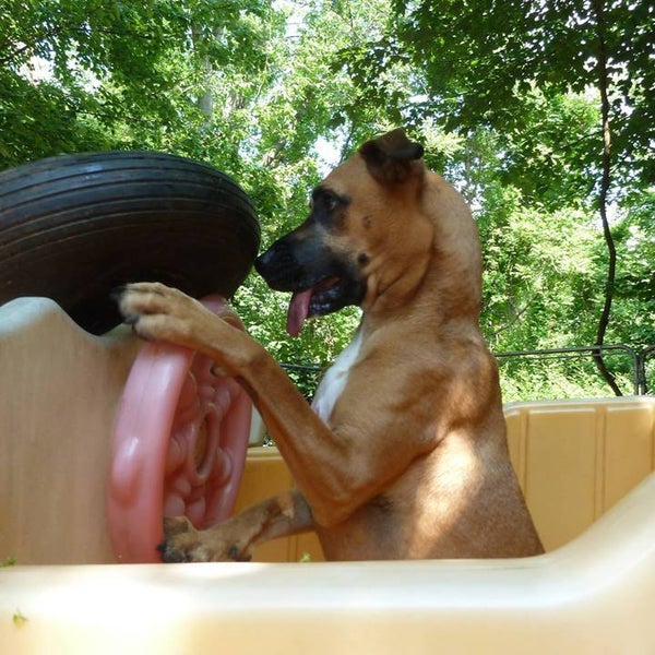 TLC Pet Haven Pet Service in Sutton