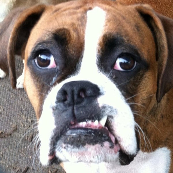 TLC Pet Haven Pet Service in Sutton