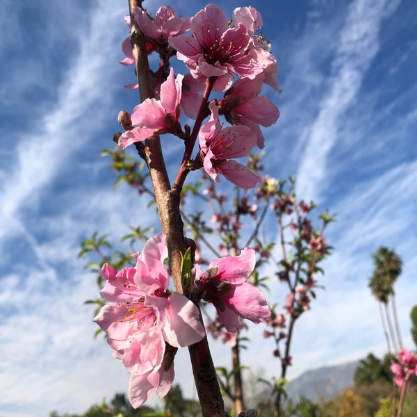 La Crescenta Nursery La Crescenta'da Peyzaj Merkezi