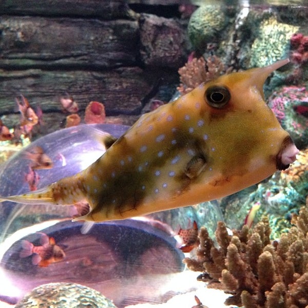 Photo taken at SEA LIFE Grapevine Aquarium by Dee S. on 12/6/2013