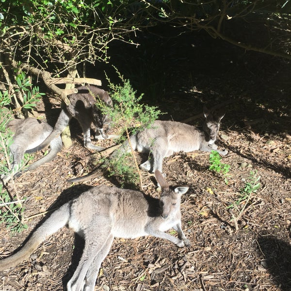 Снимок сделан в Wellington Zoo пользователем Timo R. 5/21/2017