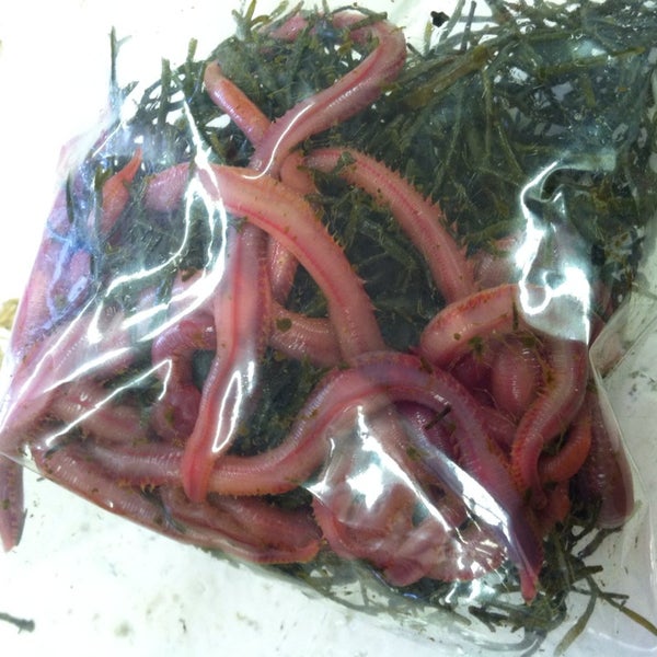 julian's bait and tackle