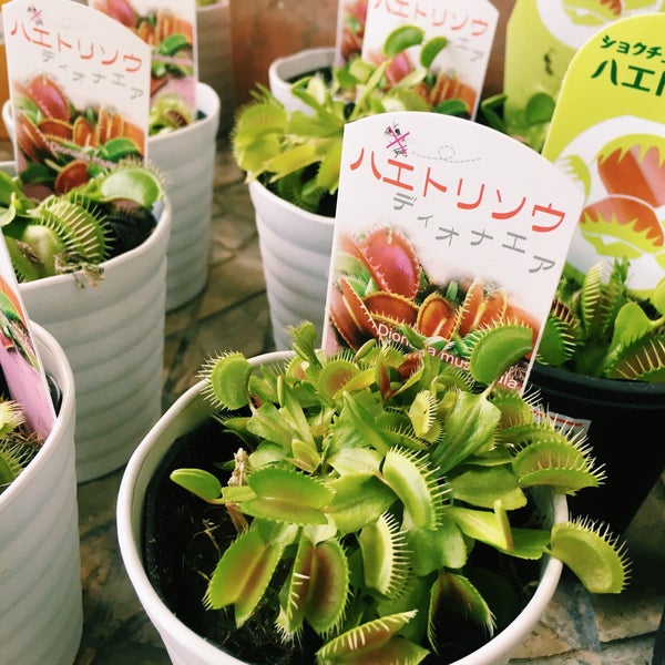 平田ナーセリー 福岡東店 94 Visitors 平田ナーセリー 福岡東店 94 Visitors