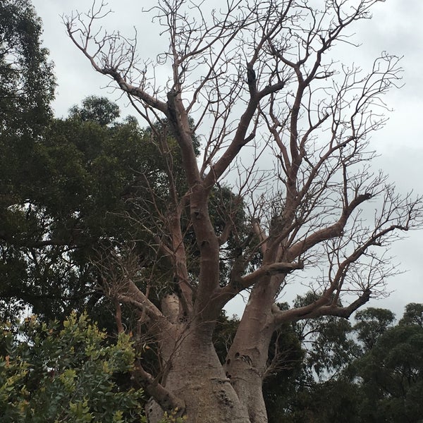 Голое дерево. Паоло санто дерево. Дерево делоникс королевский. Усадьба поленово. Засохшая сосна фото.