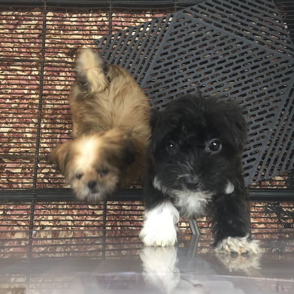 The Puppy Experience Pet Supplies Store in Riverhead