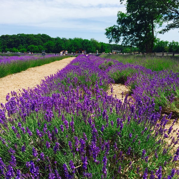 Photo taken at Lavender By the Bay - New York&#39;s Premier Lavender Farm by Alexandra H. on 6/29/2017