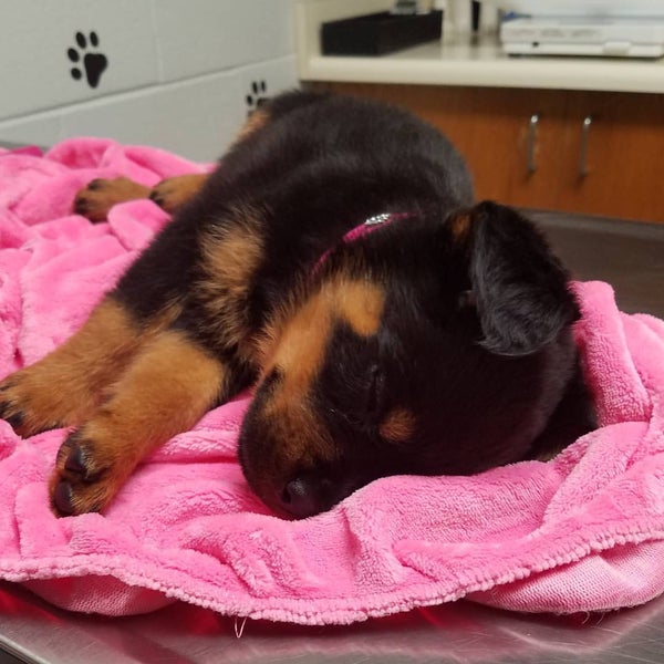 Gentry Waipio Pet Clinic Waipahu, HI