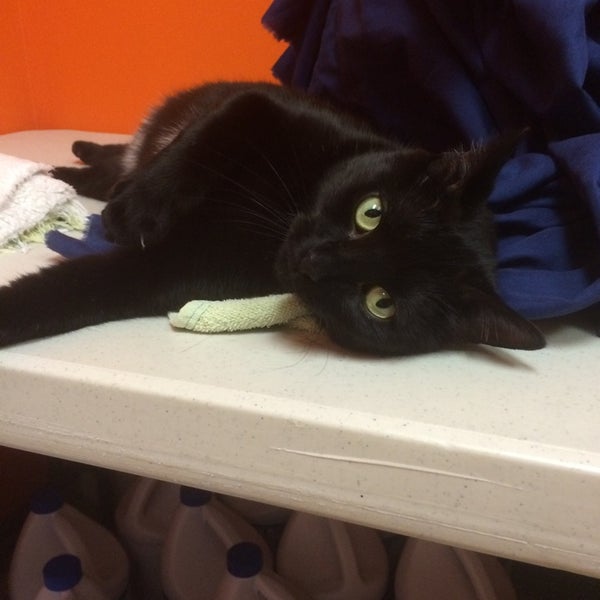 Planned PEThood Veterinarian in Duluth