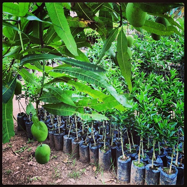 El Zamorano EAP Zamorano