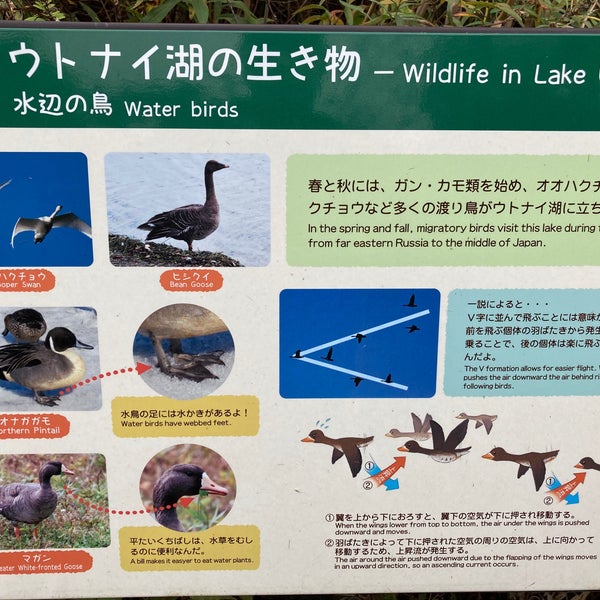 ウトナイ湖野生鳥獣保護センター 字植苗156 26