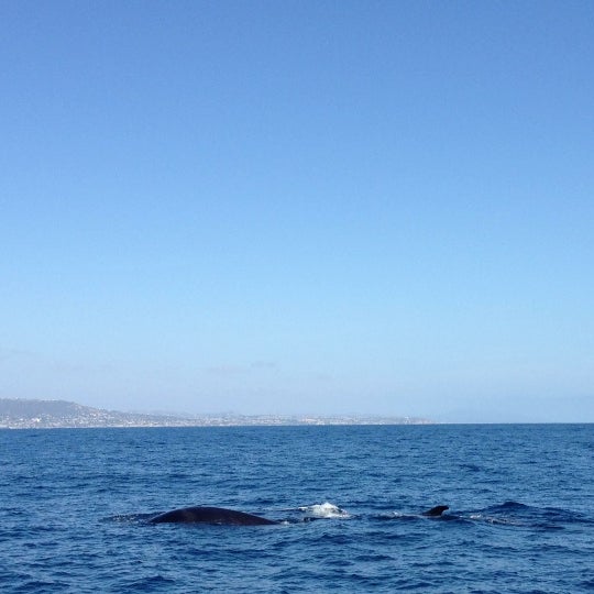 Photo taken at Capt. Dave&#39;s Dana Point Dolphin &amp; Whale Watching Safari by Robert S. on 5/27/2013