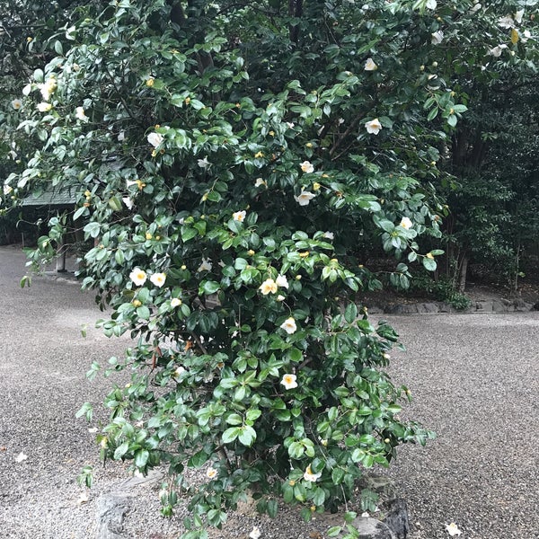 Photos At 太郎庵椿 宮区 0 Tips