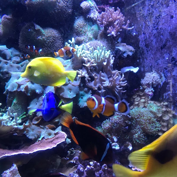 Foto diambil di Aquarium of the Bay oleh Yann R. pada 5/15/2019