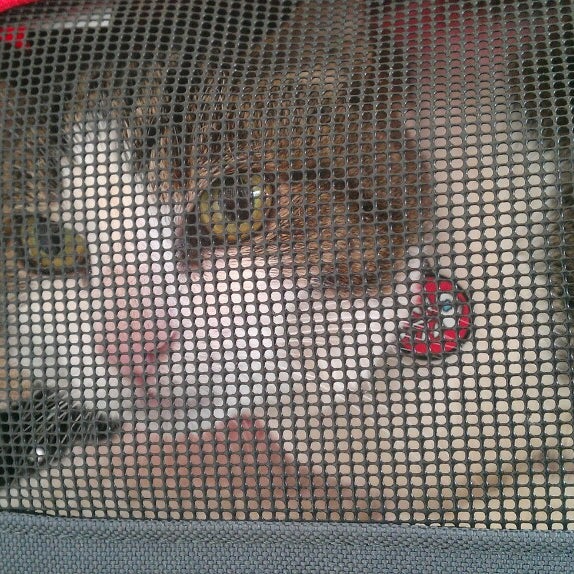 7/19/2013 tarihinde Emilie C.ziyaretçi tarafından Especially Cats Veterinary Hospital'de çekilen fotoğraf