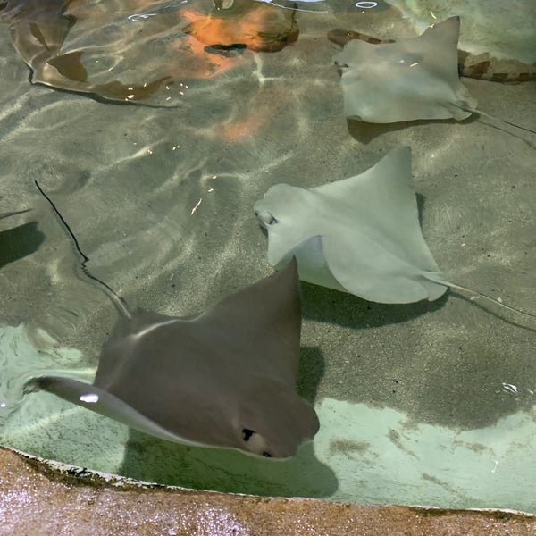 Das Foto wurde bei Long Island Aquarium &amp; Exhibition Center (Atlantis Marine World) von LonelyBob a. am 8/4/2023 aufgenommen