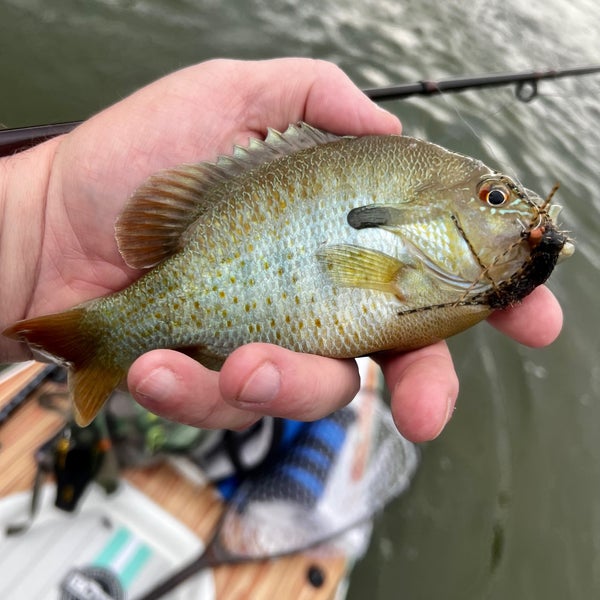 Shenandoah River 1 tip