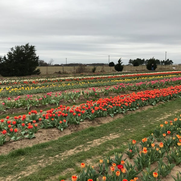 3/4/2017에 C M.님이 Texas-Tulips, LLC에서 찍은 사진