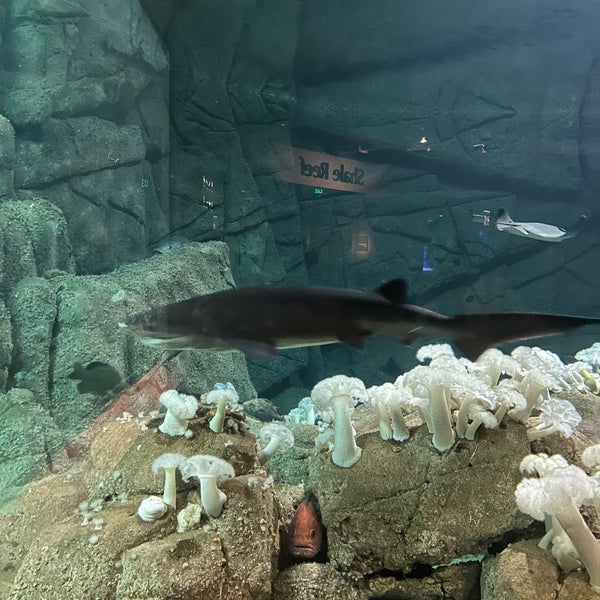 รูปภาพถ่ายที่ Monterey Bay Aquarium โดย Ann Gelene R. เมื่อ 2/23/2024