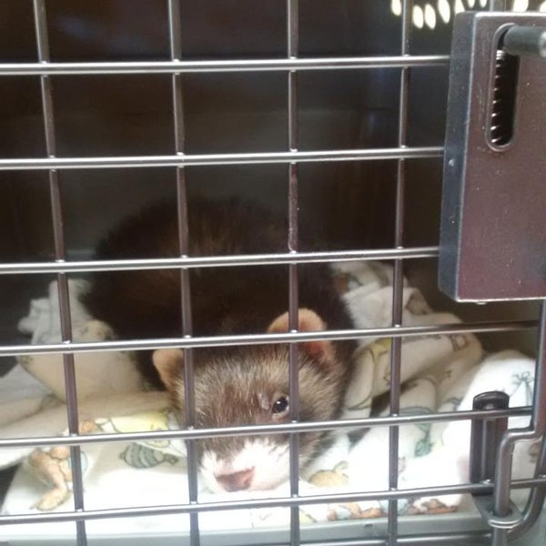 Photos At Creature Comforts Animal Hospital P C 6 Tips From 26