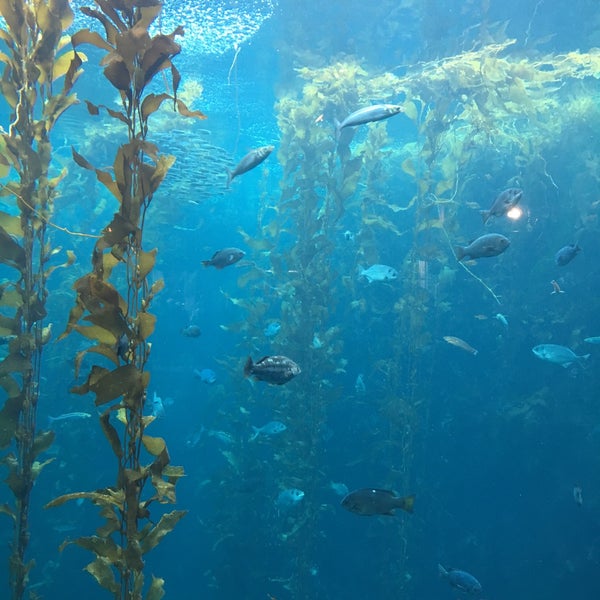 Das Foto wurde bei Monterey Bay Aquarium von Haesung H. am 12/28/2015 aufgenommen