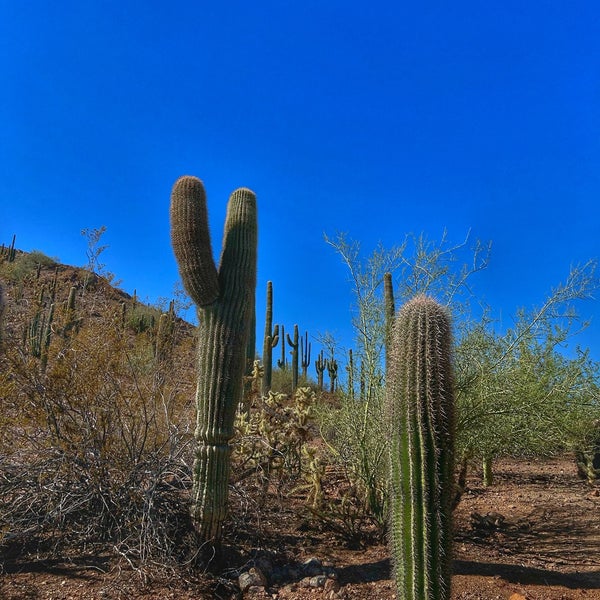 9/24/2023 tarihinde Vithida S.ziyaretçi tarafından Desert Botanical Garden'de çekilen fotoğraf