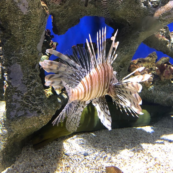 Foto diambil di Georgia Aquarium oleh David A. pada 10/25/2017