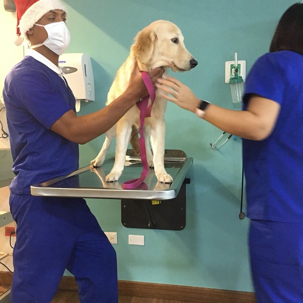 El Arca Pet Shop Tienda de artículos para mascotas en Julieta Morales