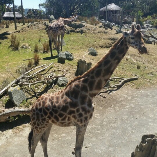 Foto tirada no(a) Wellington Zoo por Nicky J. em 1/20/2015