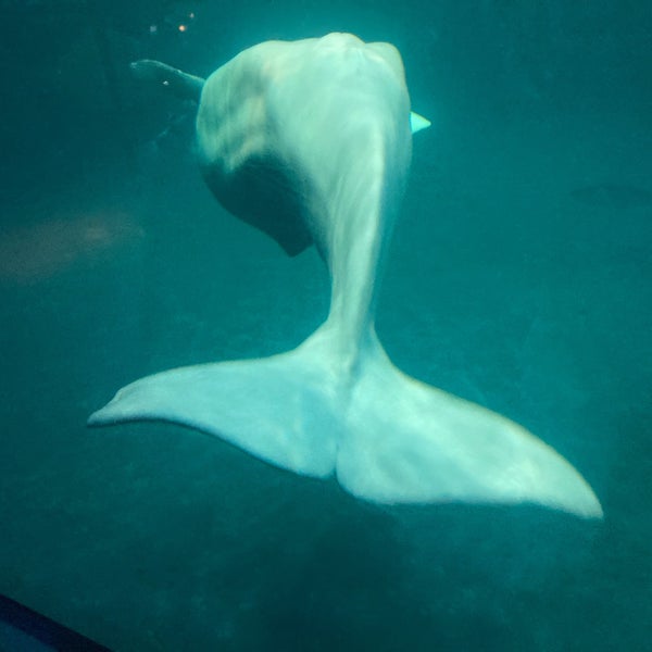 11/22/2022 tarihinde Jorge M.ziyaretçi tarafından Shedd Aquarium'de çekilen fotoğraf