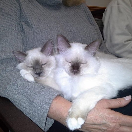 Foto scattata a Cat Care Professionals da Cat Care Professionals il 12/31/2014