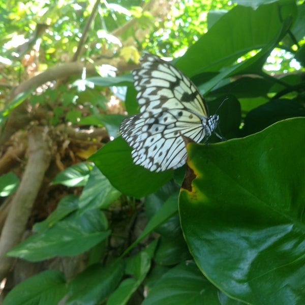 Foto scattata a Butterfly House at Faust County Park da Balisong B. il 8/19/2017